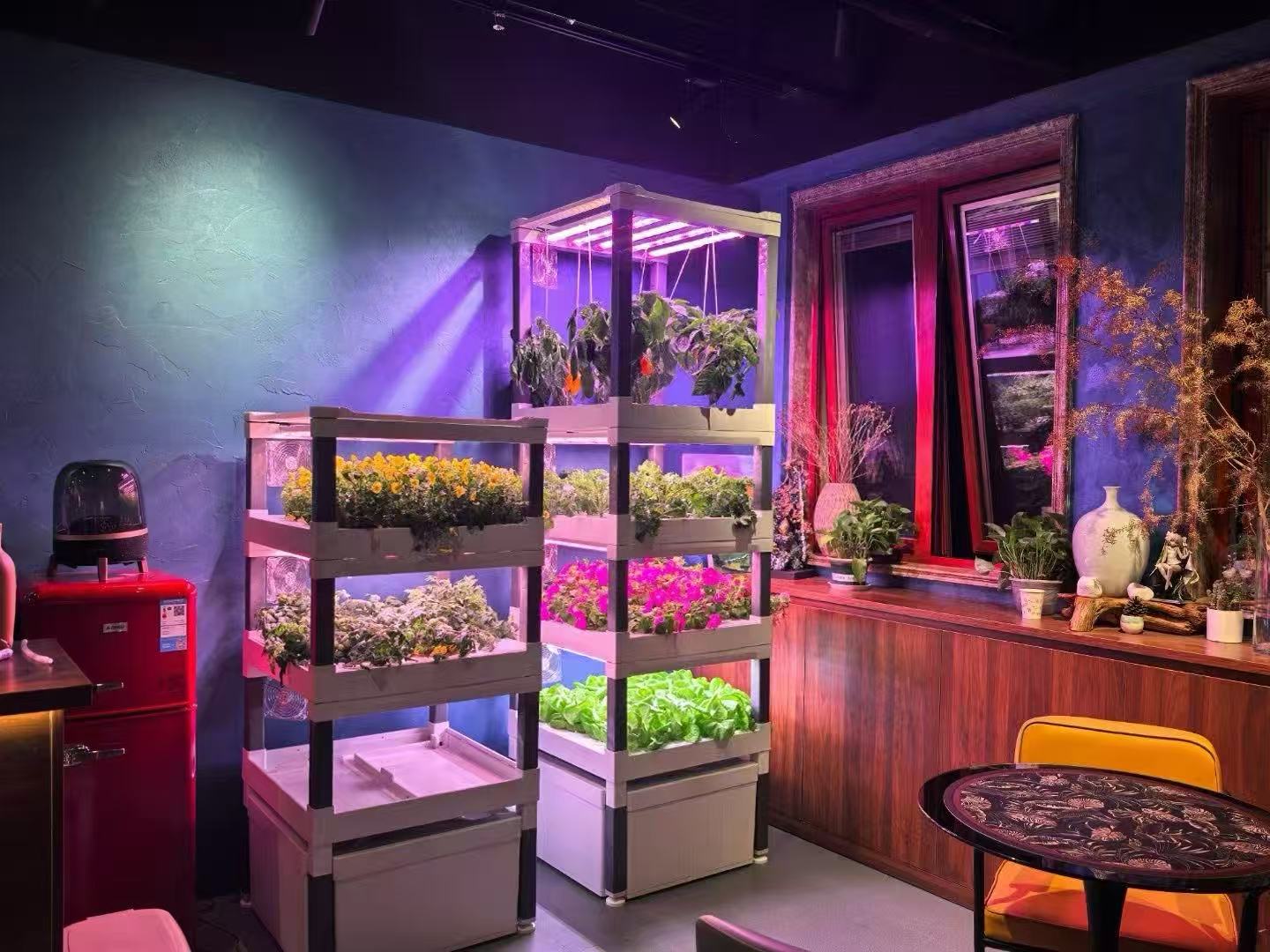 New Automatic Home Use Vertica - Hydroponic System ulasan dan harga