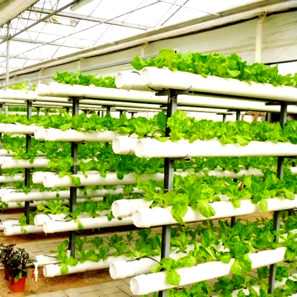 Outdoor Hydroponic Tower Grow  - Hydroponic System ulasan dan harga
