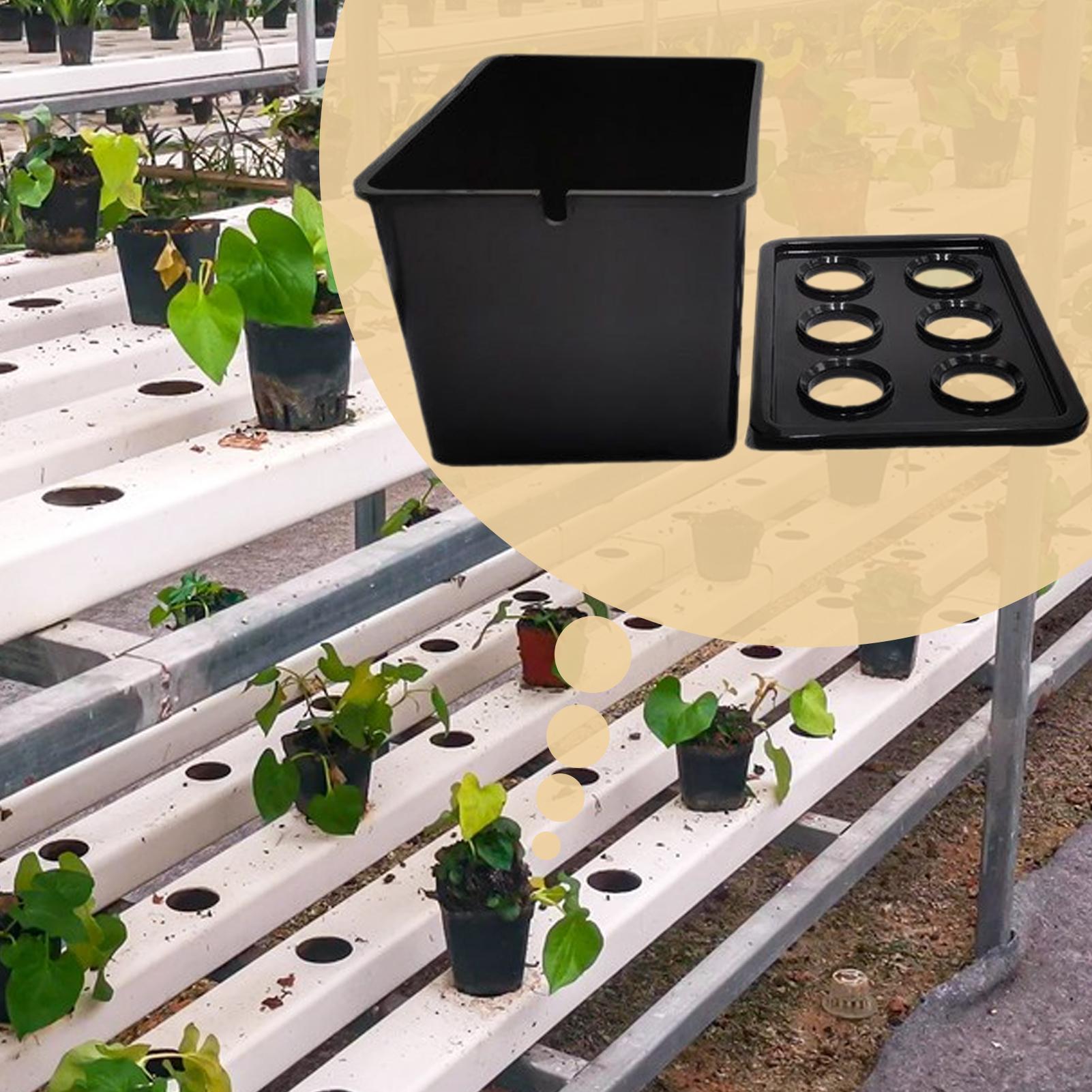 Hydroponic Planting Kit Beginn - Hydroponic System ulasan dan harga