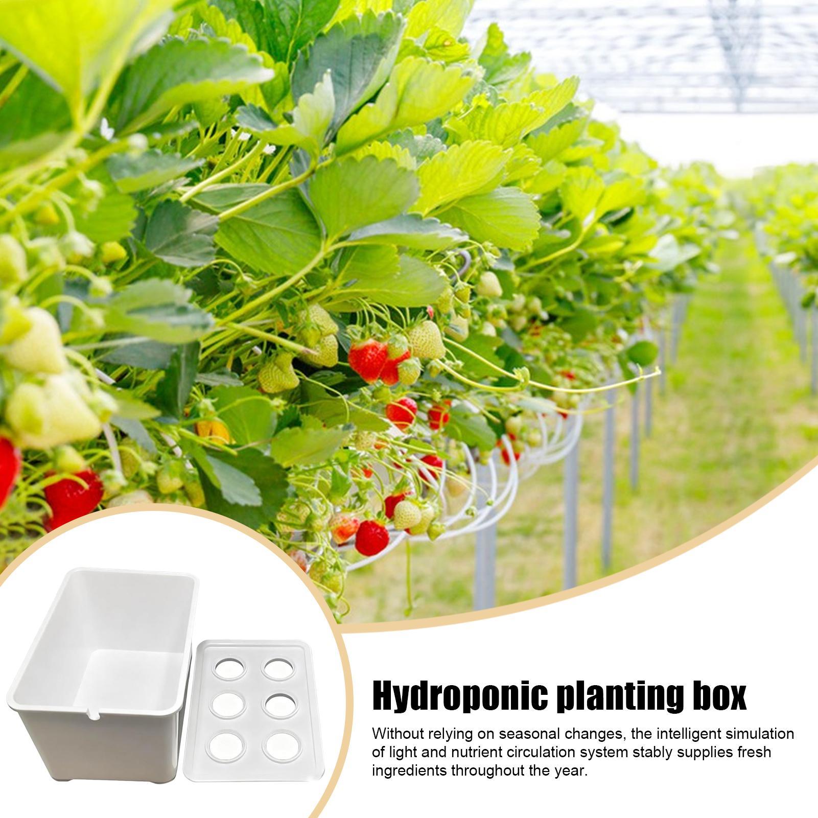 Hydroponic Planting Kit Beginn - Hydroponic System ulasan dan harga