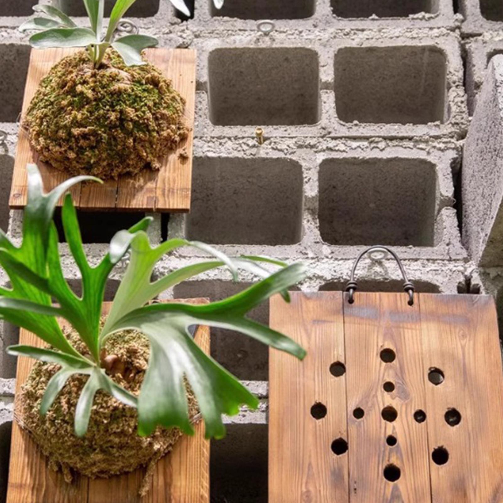 1Pcs Indoor Wood Staghorn Fern - Vertical Wall Planter ulasan dan harga