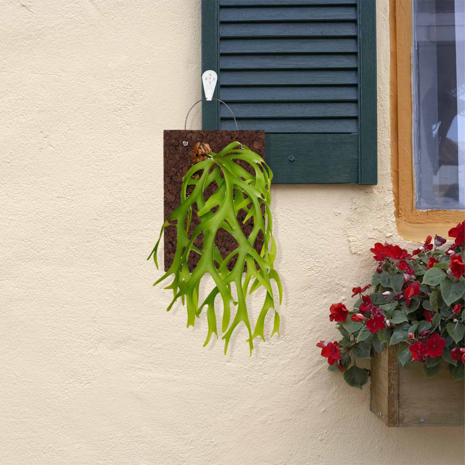 Rustic Fern Mounting Board Car - Vertical Wall Planter ulasan dan harga