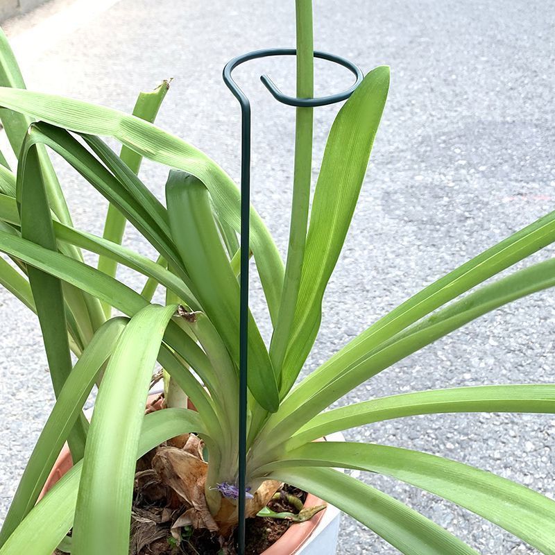 1-10pcs Metal Single Stem Plan - Gardening Tools Hoe ulasan dan harga