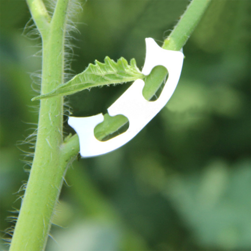 50/100pcs Botany-stem Vine Str - Gardening Tools Hoe ulasan dan harga
