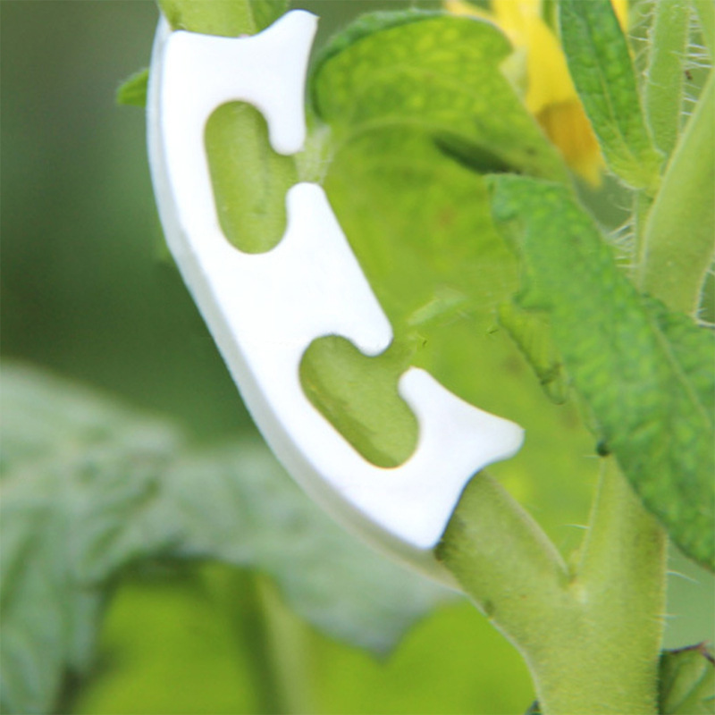 50/100pcs Botany-stem Vine Str - Gardening Tools Hoe ulasan dan harga