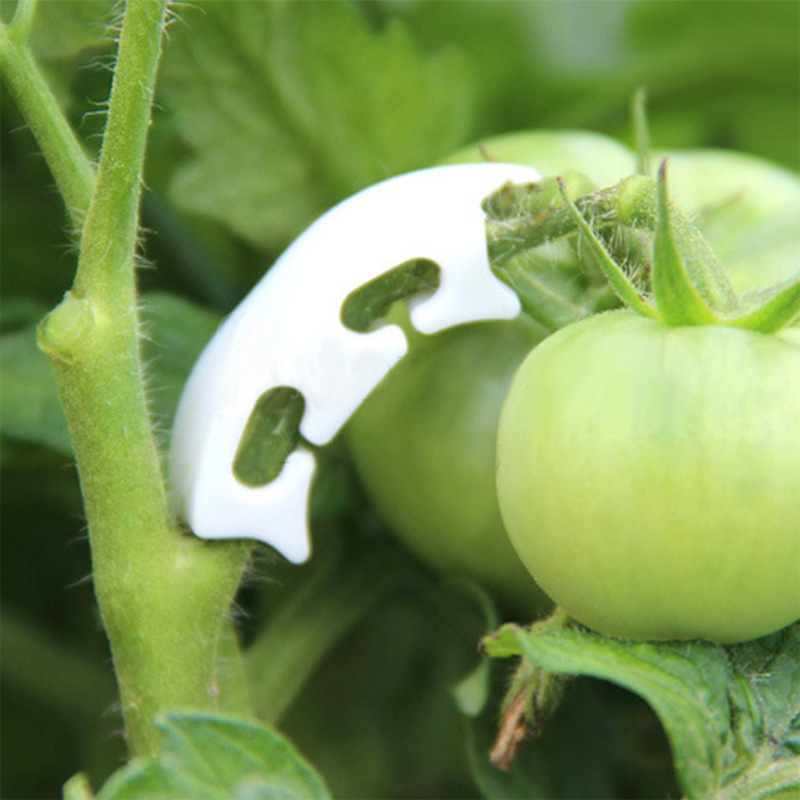 50/100pcs Botany-stem Vine Str - Gardening Tools Hoe ulasan dan harga