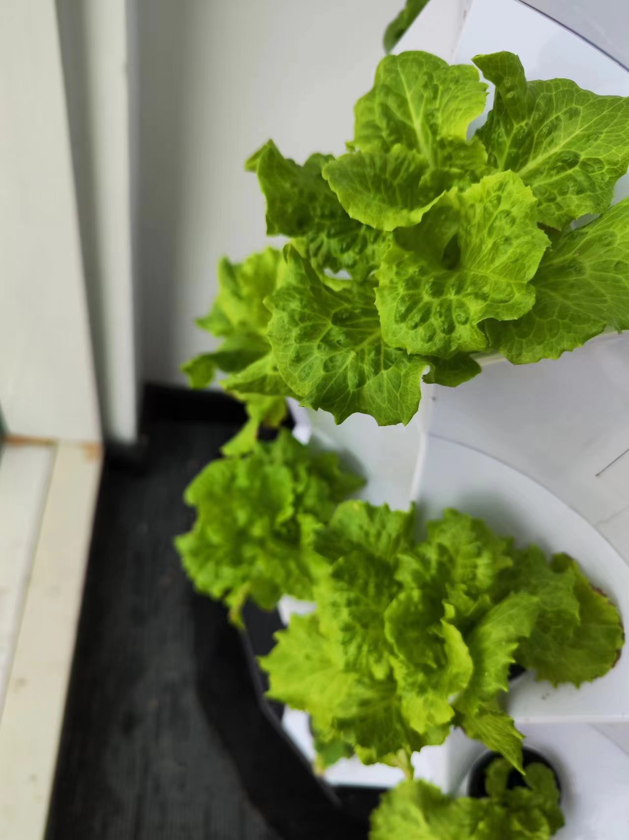 Farm Auto Irrigation Drip Kit  - Hydroponic System ulasan dan harga